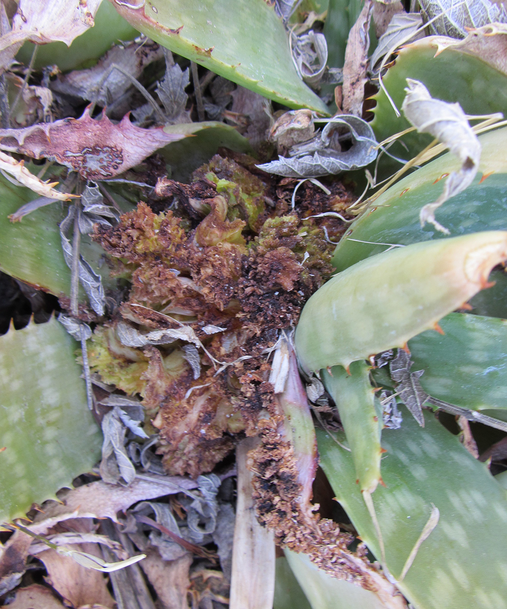 Infestación de ácaros de aloe