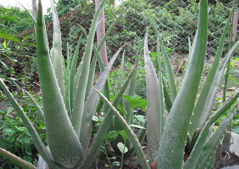 Aloe vera