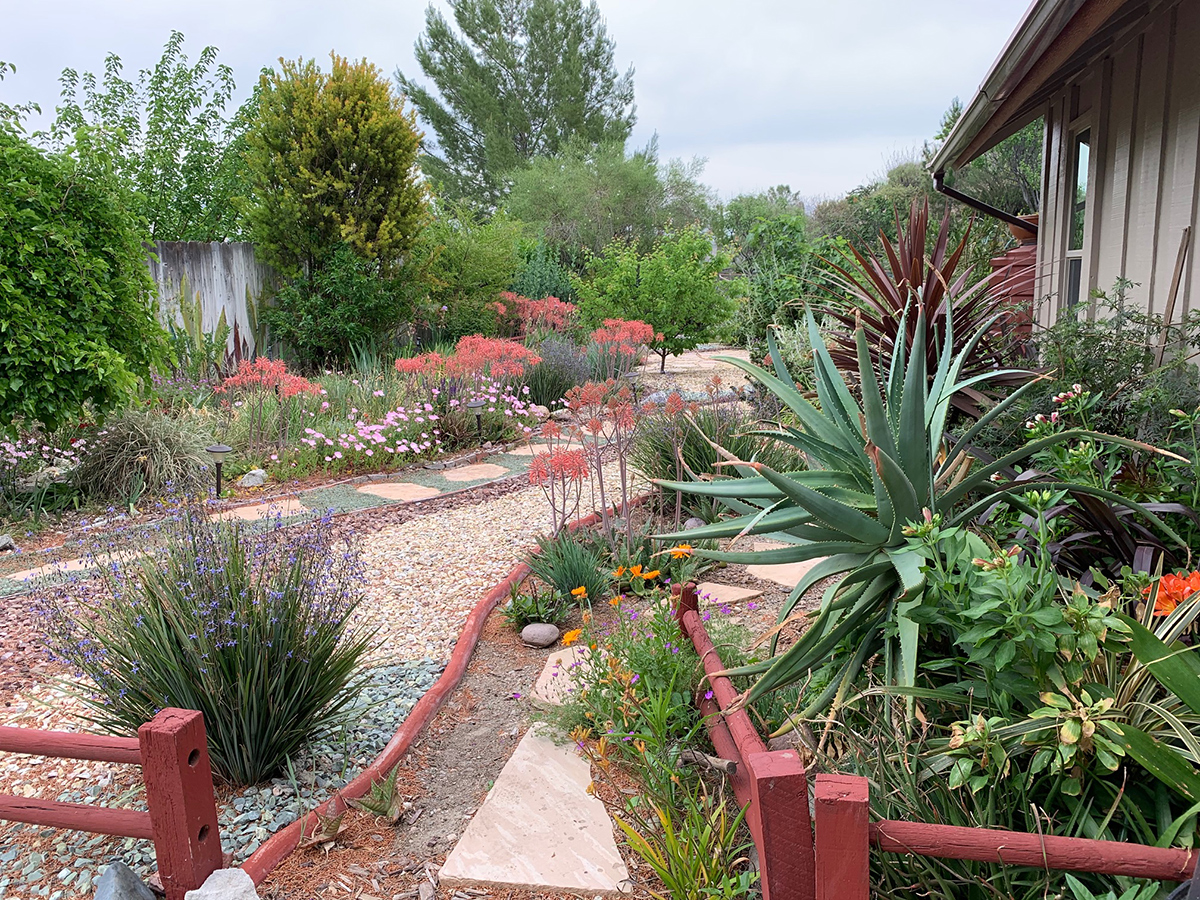 Aloe espinoso en un jardín en el sur de California