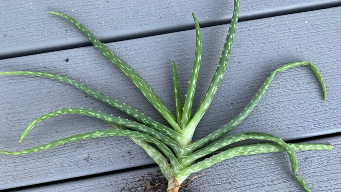 growing aloe vera