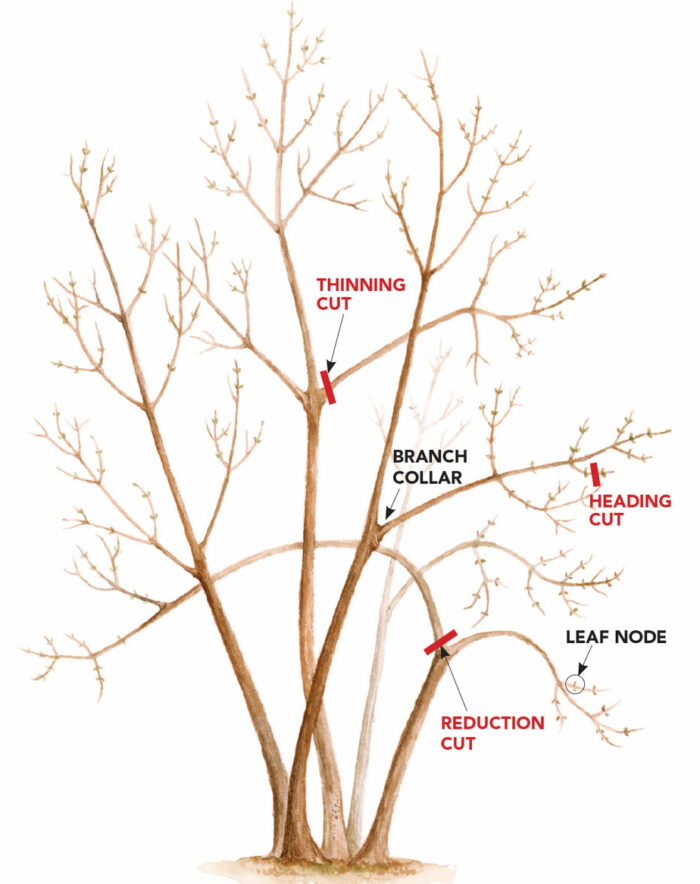 Basic Pruning Terms and Tools - Fine Gardening