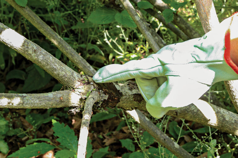 A Step-by-Step Guide to Pruning Viburnums - Fine Gardening