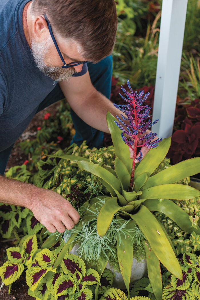 how to keep a tropical plant happy