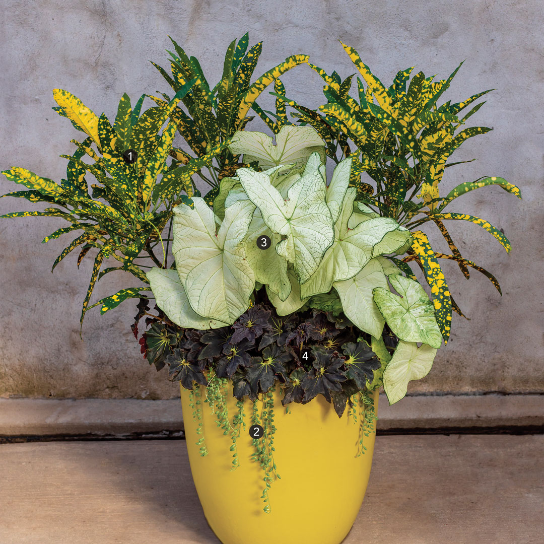 How to Create Beautiful Tropical Planters and Container Gardens