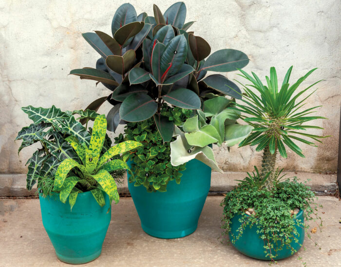 Give pretty houseplants a summer vacation