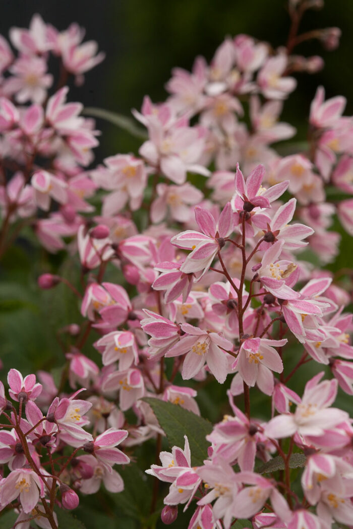 Yuki Cherry Blossom ® deutzia (credit: Proven Winners Color Choice)