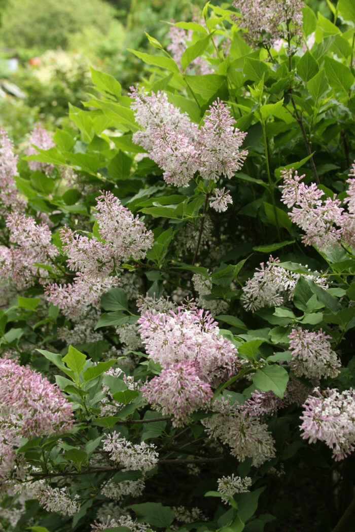 Baby Kim® lilac