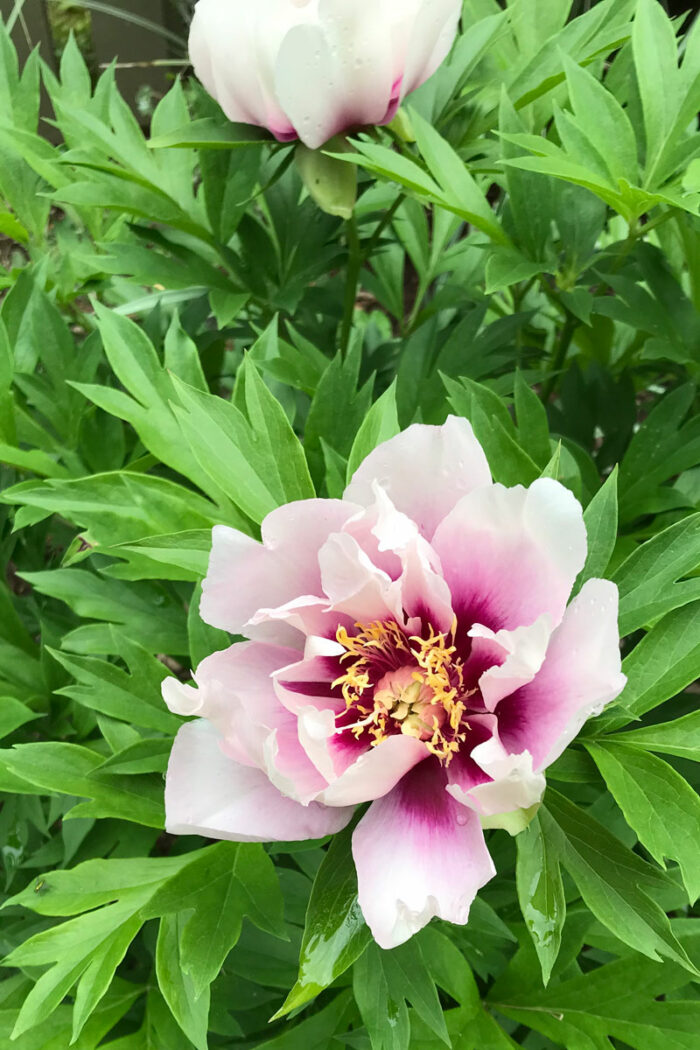 ‘Cora Louise’ Itoh peony