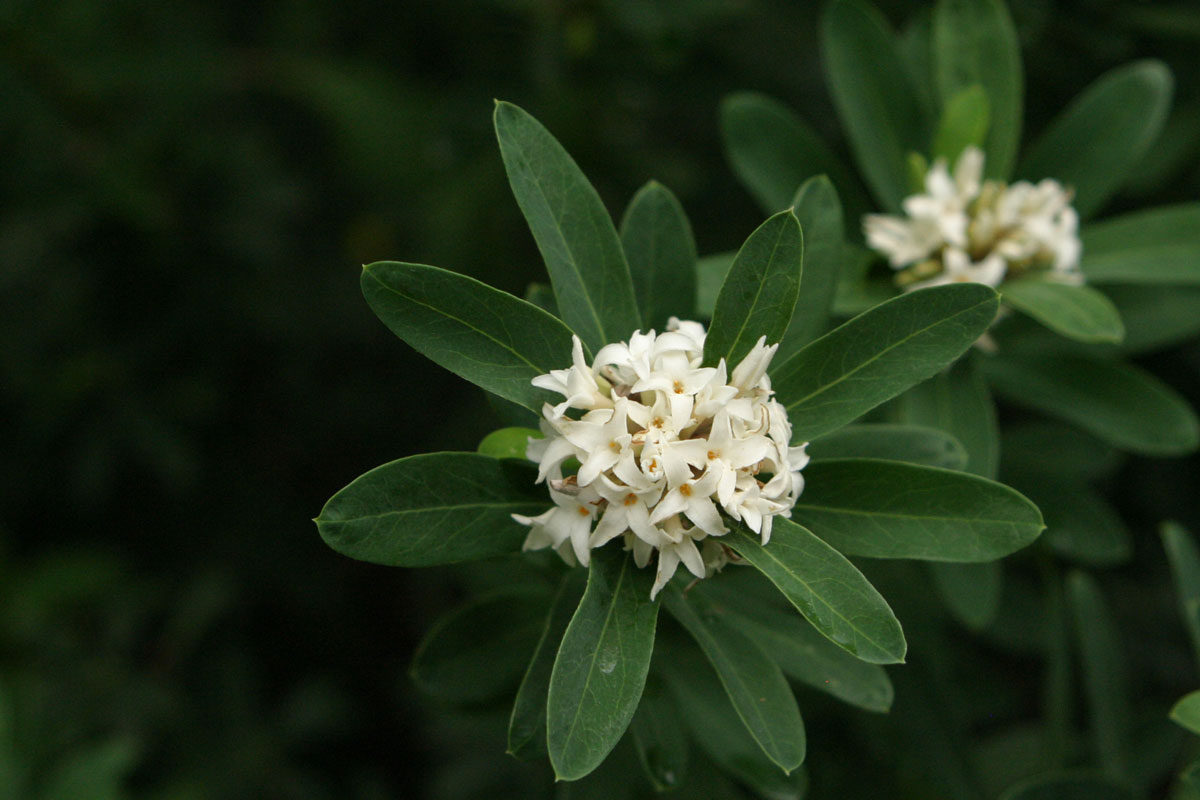 ‘Jim’s Pride’ daphne