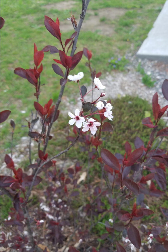 Dwarf red-leaved sand cherry