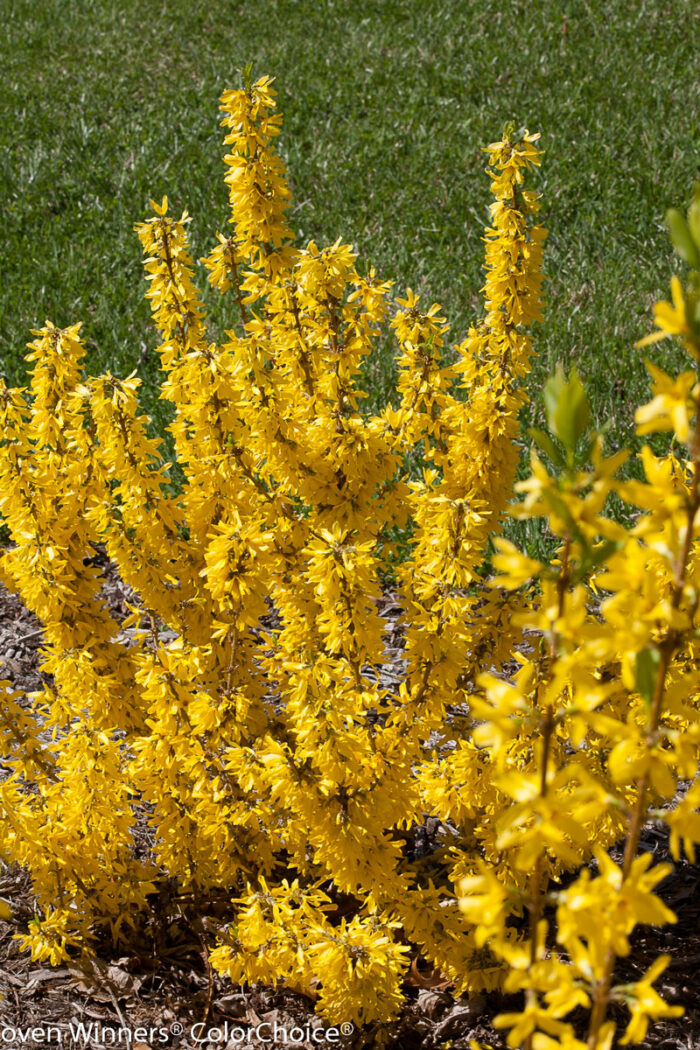 Sugar Baby® Forsythia (Credit: Proven Winner Color Selection)