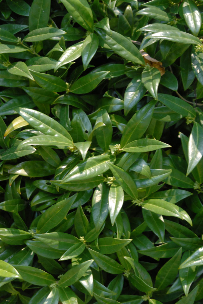 Dwarf sweet box (Sarcococca hookeriana var. humilis, Zones 6-9)