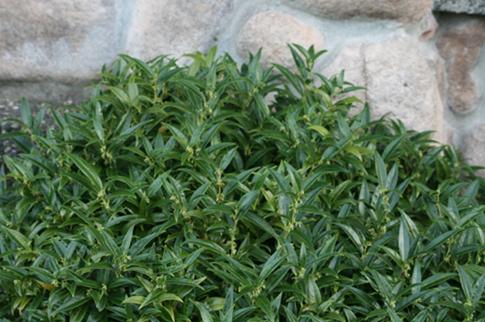 Dwarf sweet box (Sarcococca hookeriana var. humilis, Zones 6-9)