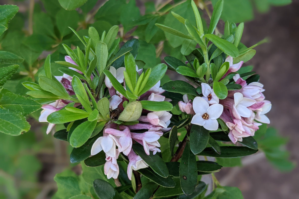 Eternal Fragrance ® daphne 