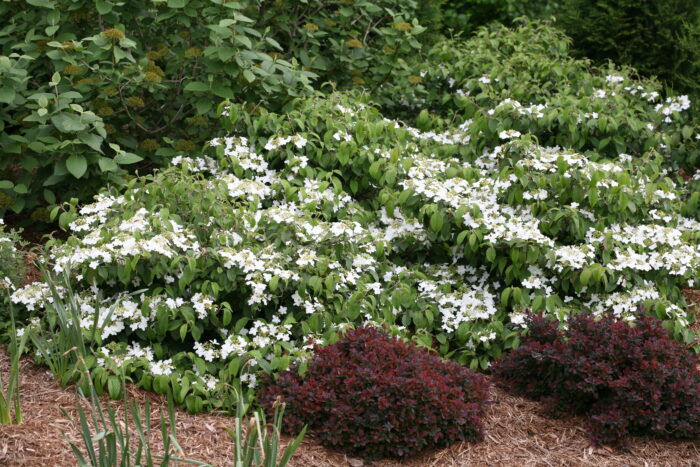 'Wabi-Sabi' dwarf viburnum (Credit: Color Selection of Proven Winners)