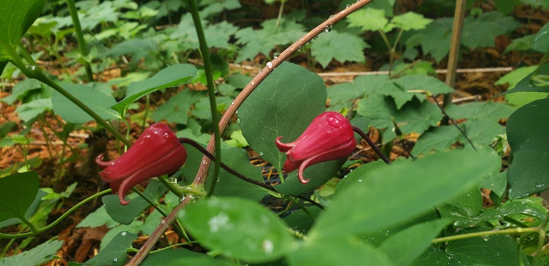 Cerca de rosa Clematis texensis flores