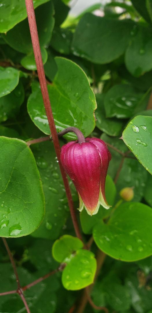 Primer plano de la flor rosada Clematis viorna