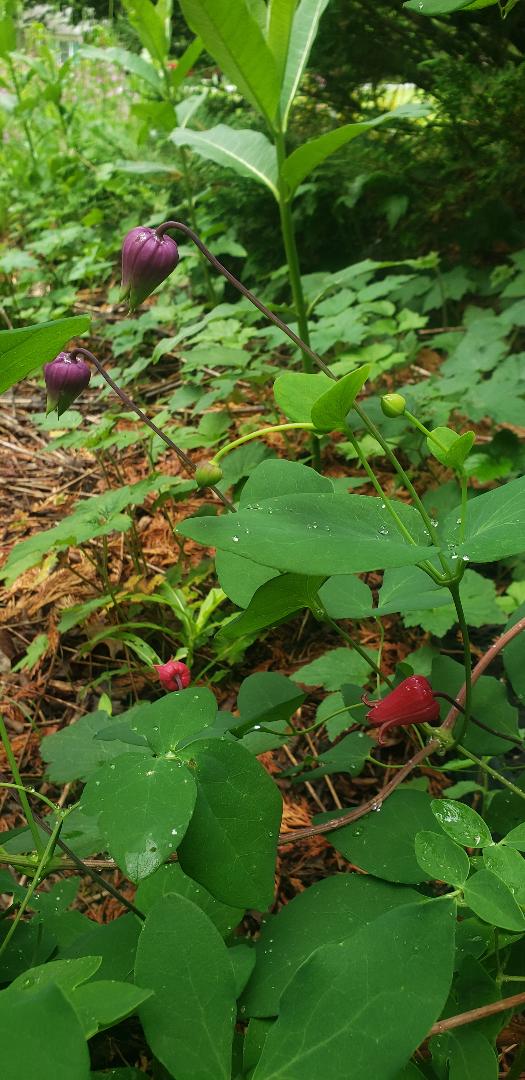 Cerca de una clemátide nativa púrpura y rosa