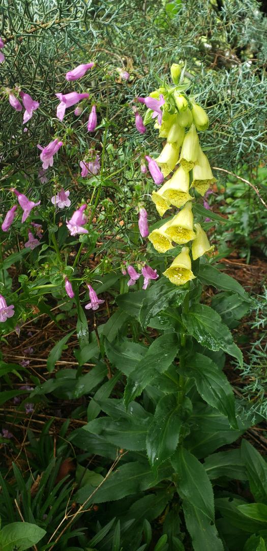 flores rosas de penstemon junto a la dedalera amarilla