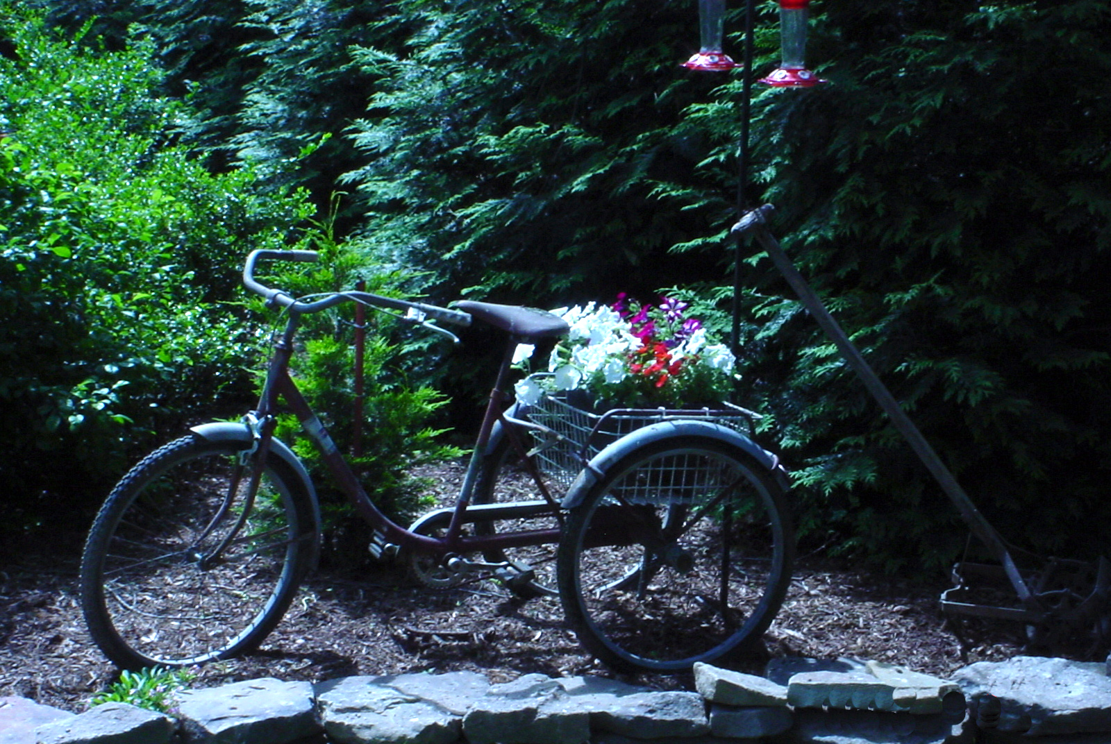 antique tricycle with basket full of annual flowers