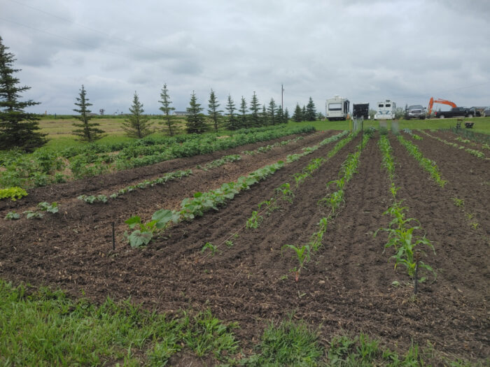 perfect rows of vegetable crops in a large garden bed