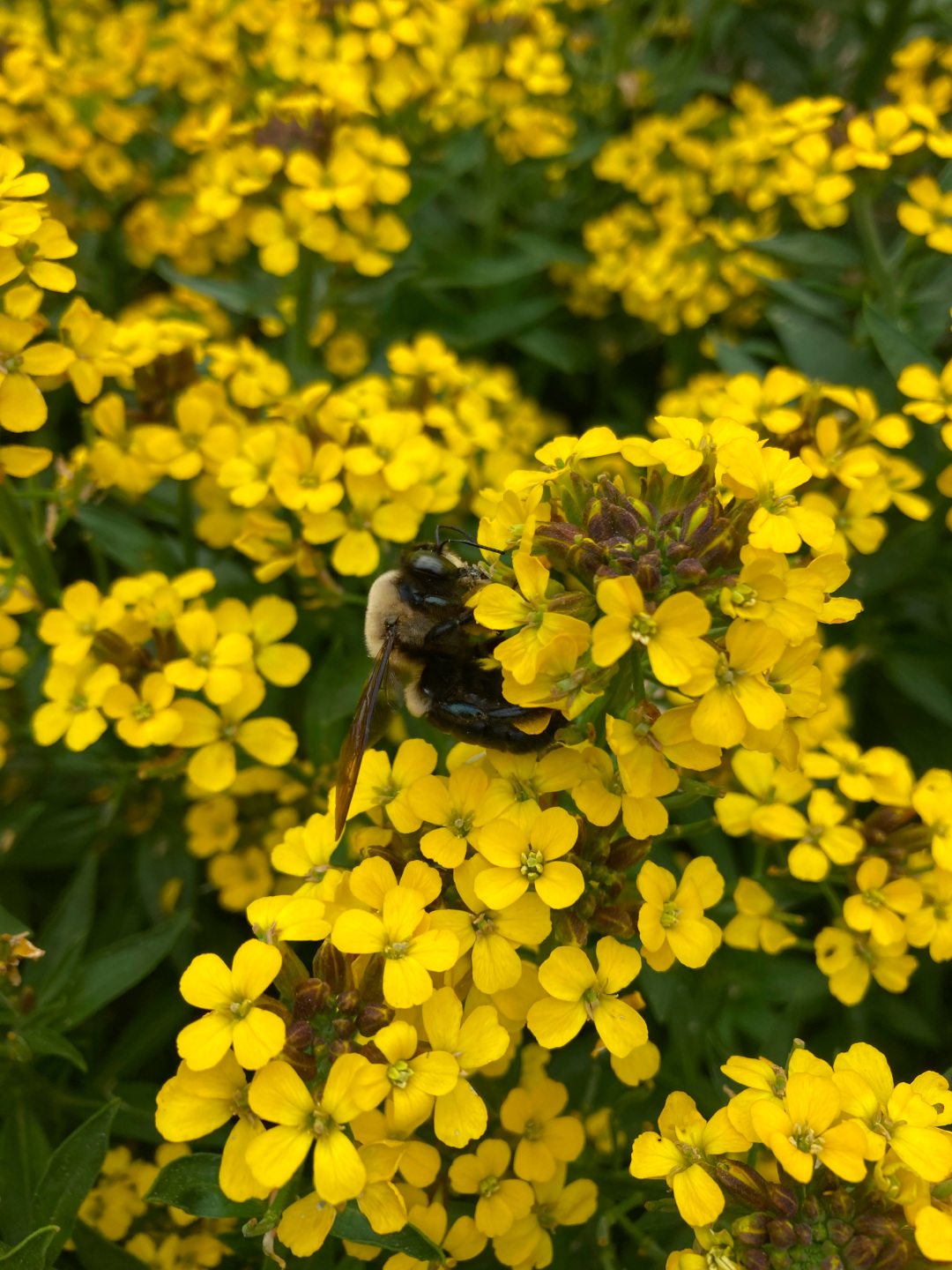 close up of bright yellow wallflower