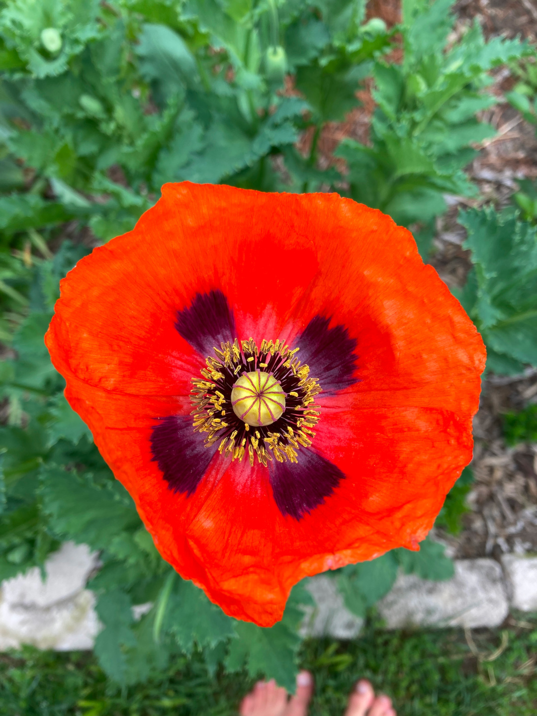 close up of bright red annual poppy flower