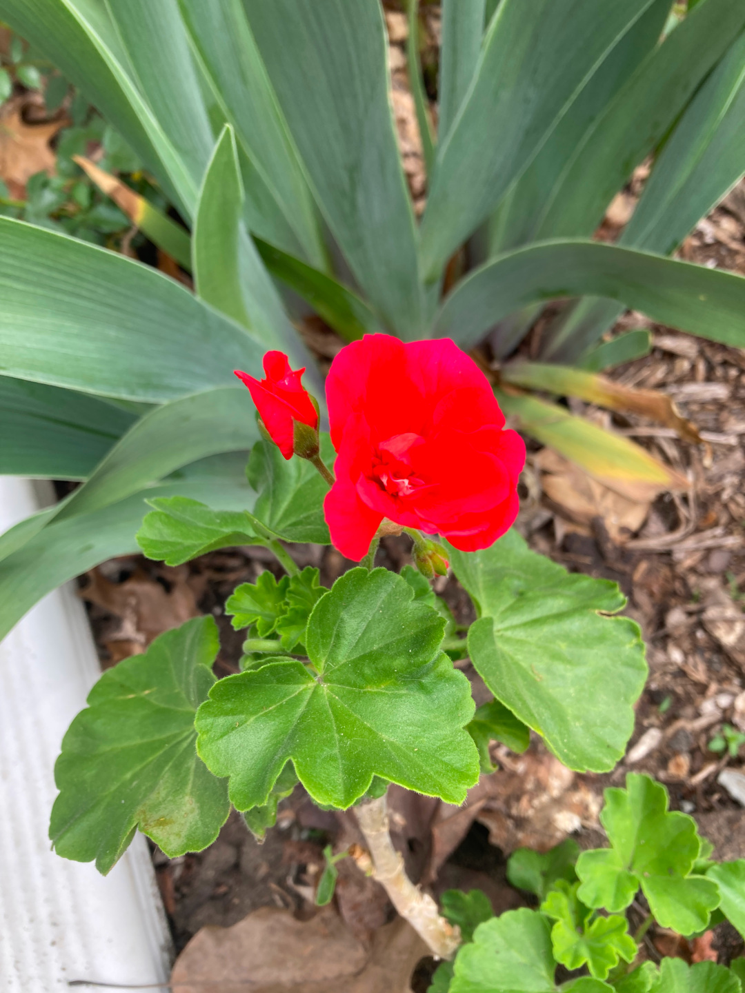 close up of bright red geranium