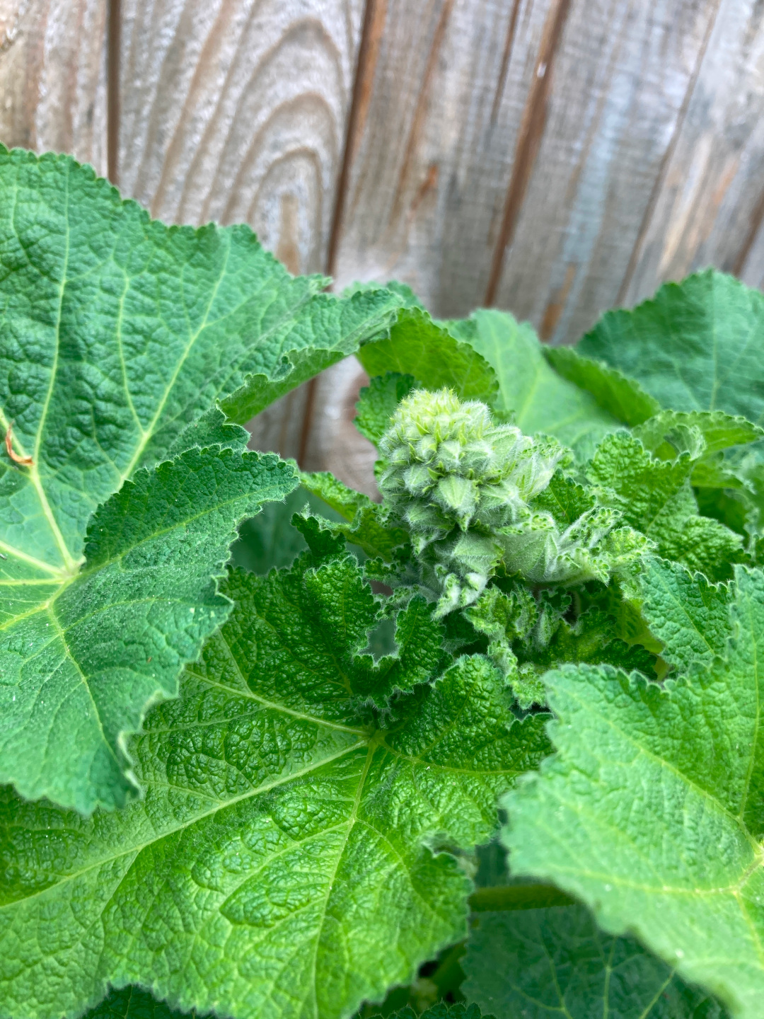 close up of foliage and buds of hollyhock