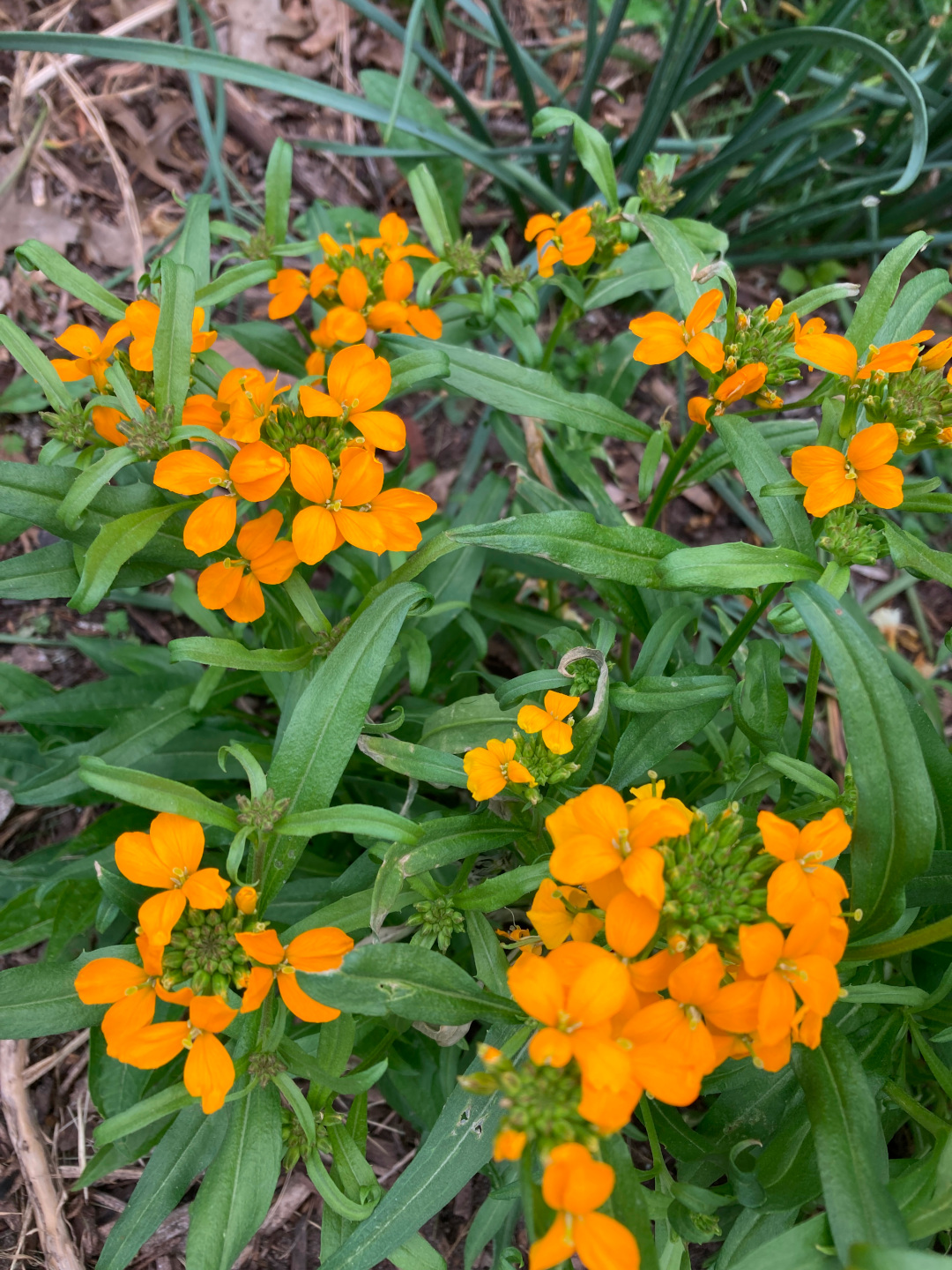 close up of bright orange Siberian wallflower