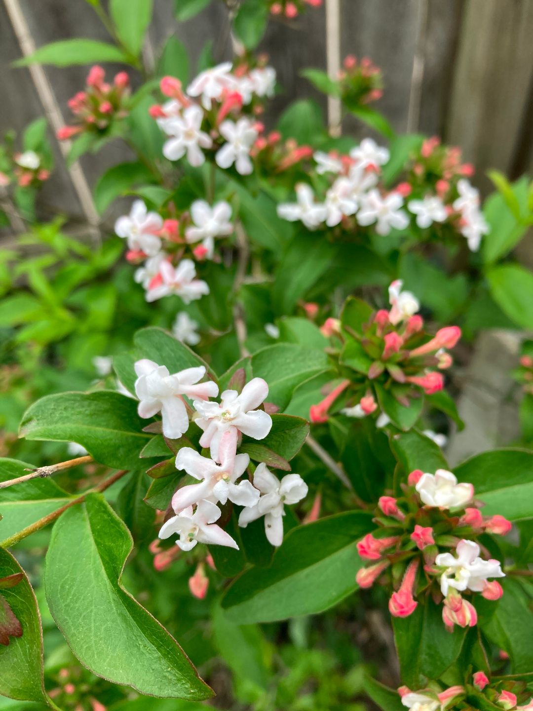 close up of shrub with small light pink and white flowers