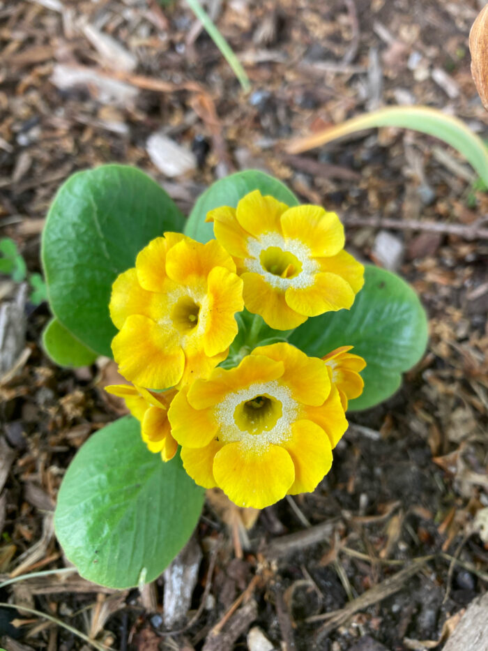 close up of bright yellow auricula primrose