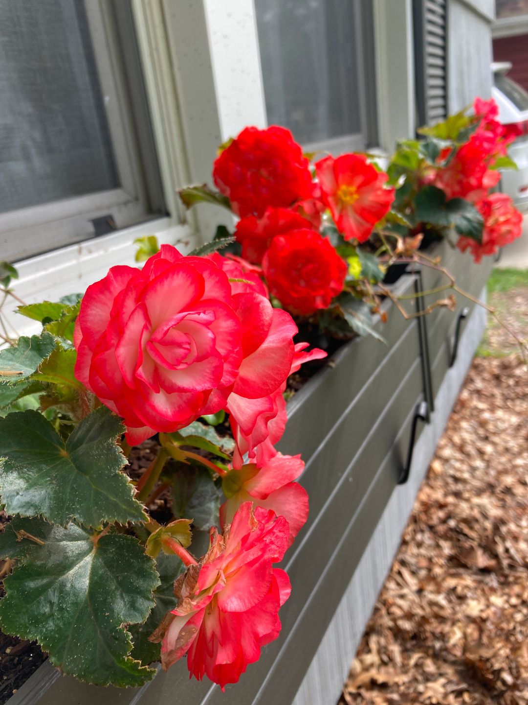 close up of bright pink tuberous begonias in window boxes