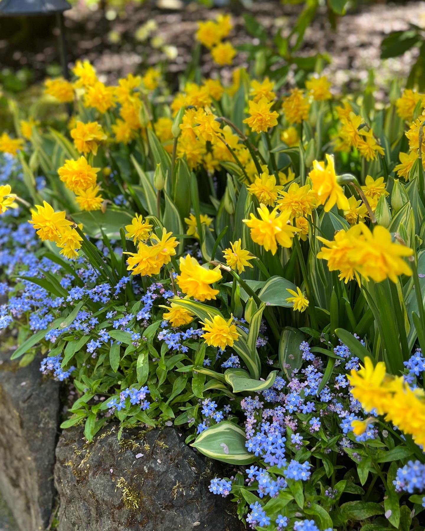 double flowered yellow daffodils planted next to blue forget-me-nots