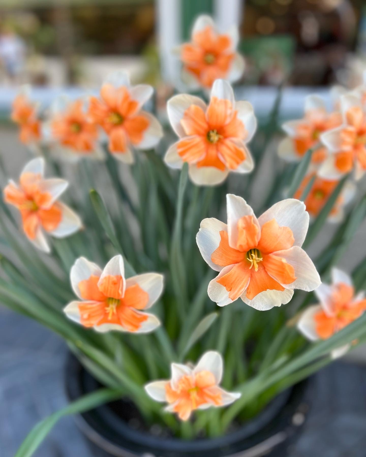 split cup daffodil with outside petals and orange inside petals