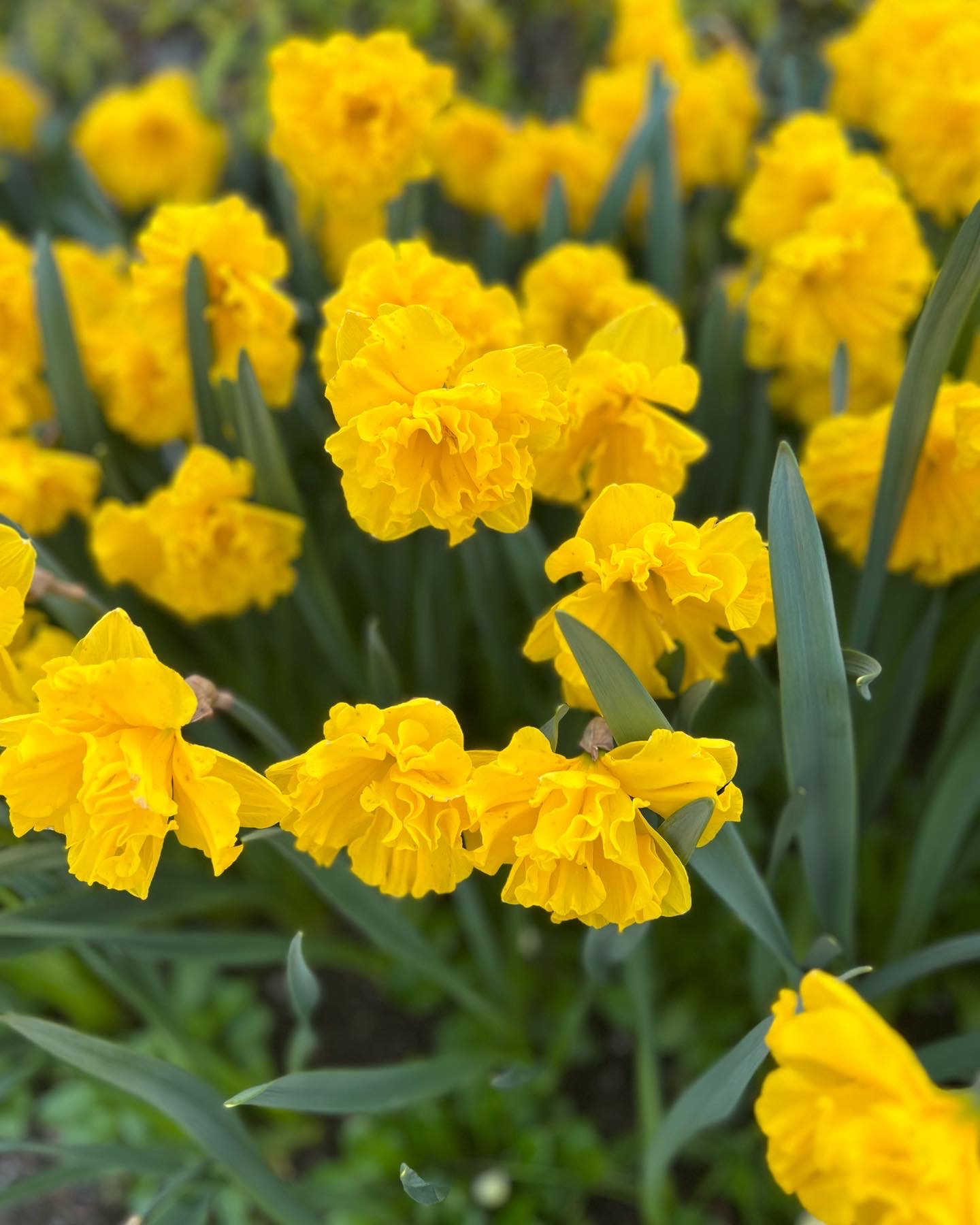 bright yellow split cup daffodil with ruffled petals