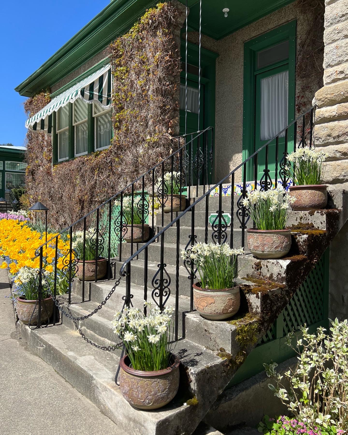 white daffodils in pots going up concrete steps