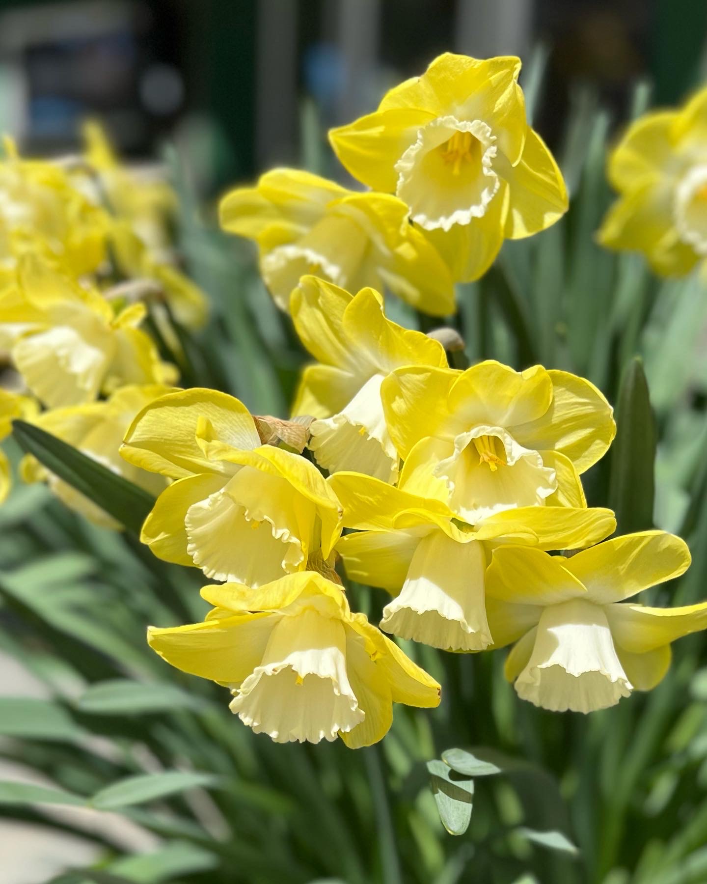 close up of reverse bicolor daffodil