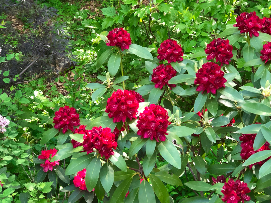 close up of dark red rhododendron in bloom