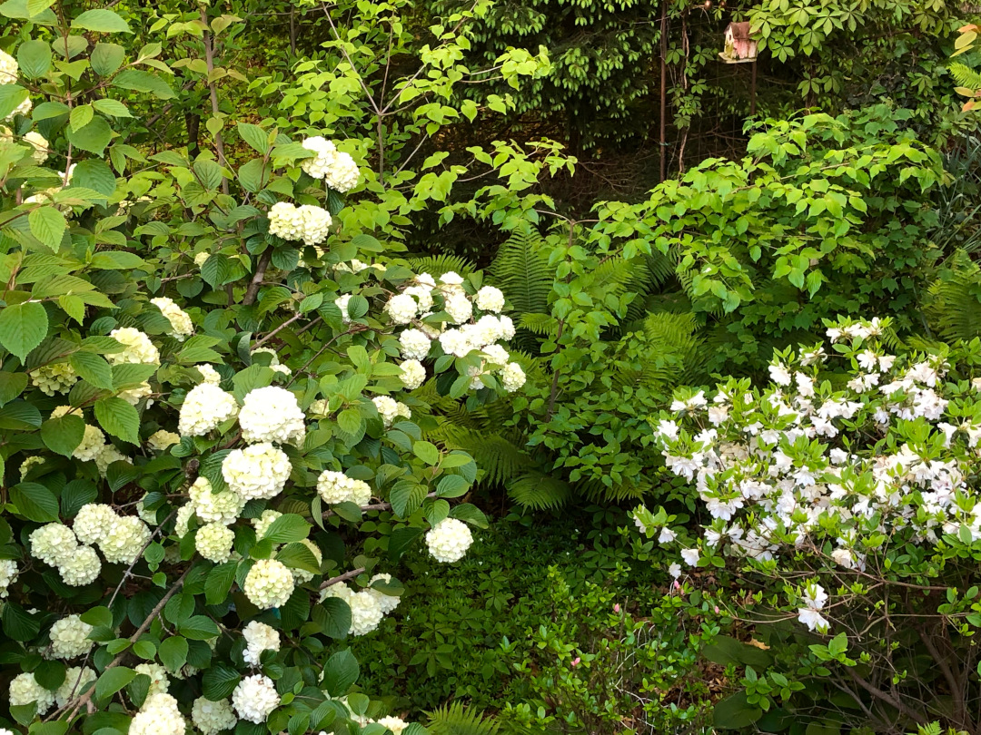 two different shrubs with white flowers in the garden