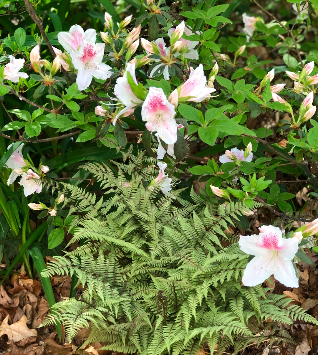 pink azalea growing next to a bright green fern