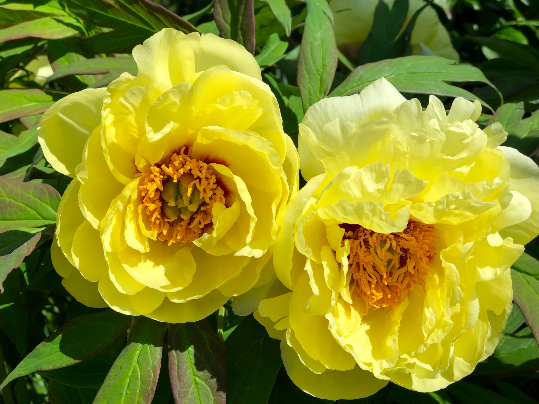 close up of two bright yellow tree peony flowers