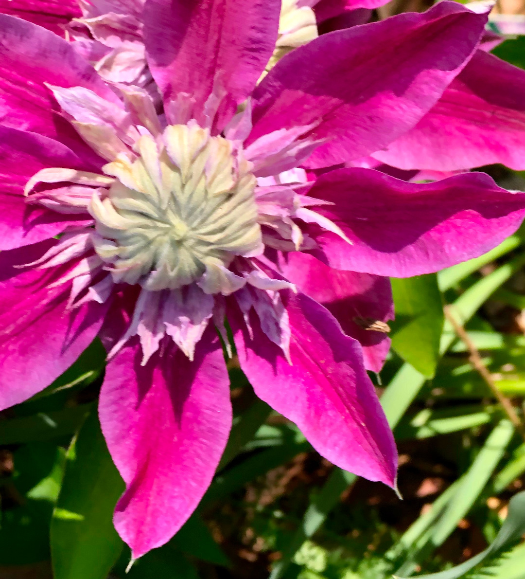 close up of bright pink clematis flower