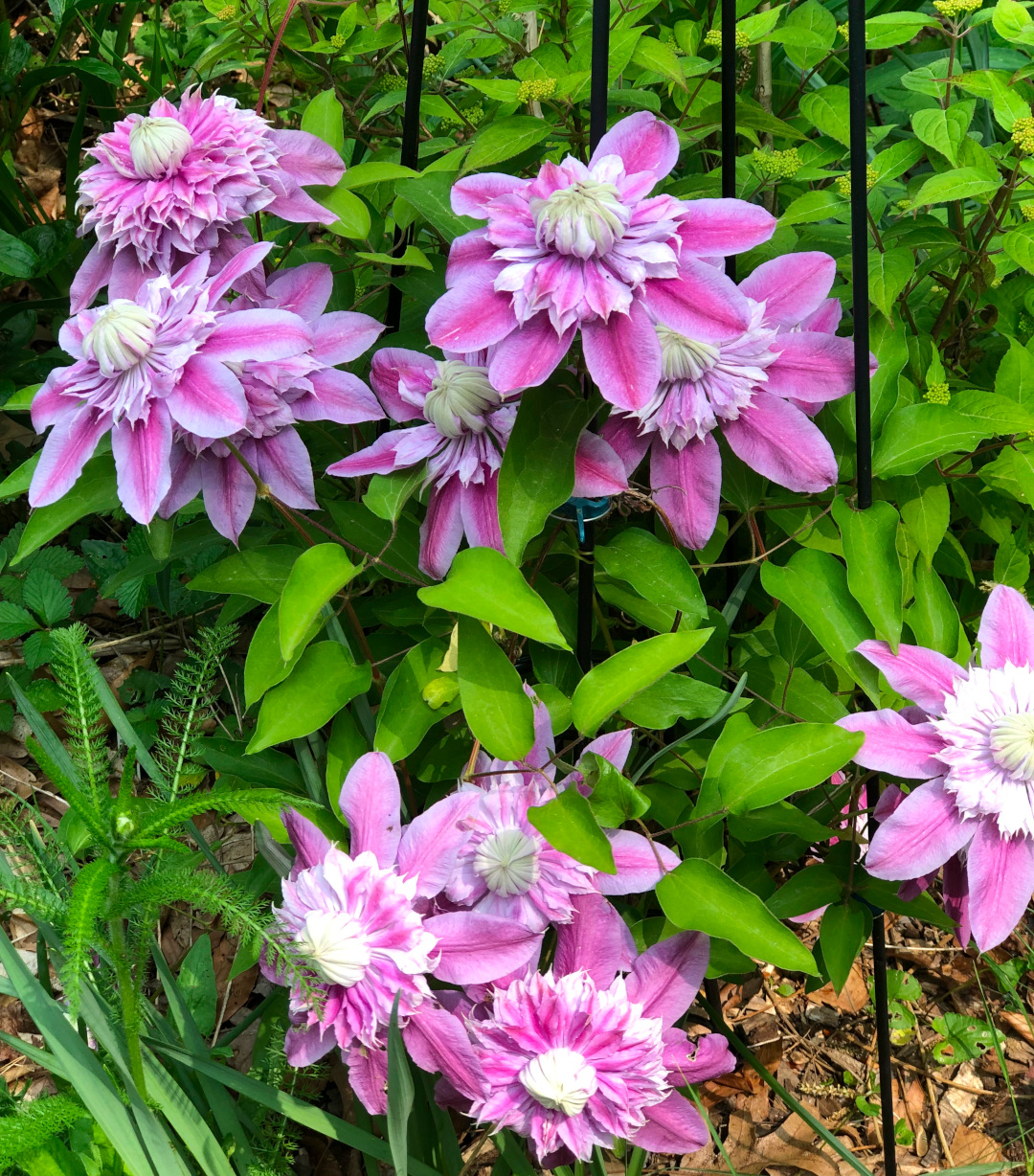 clematis with large pink flowers