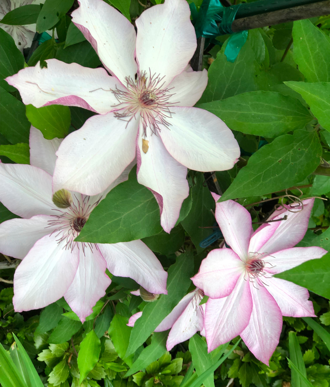 close up of white clematis flowers edged in light pink