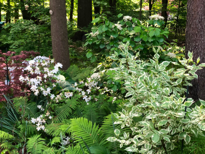 shade garden with white flowers and variegated foliage