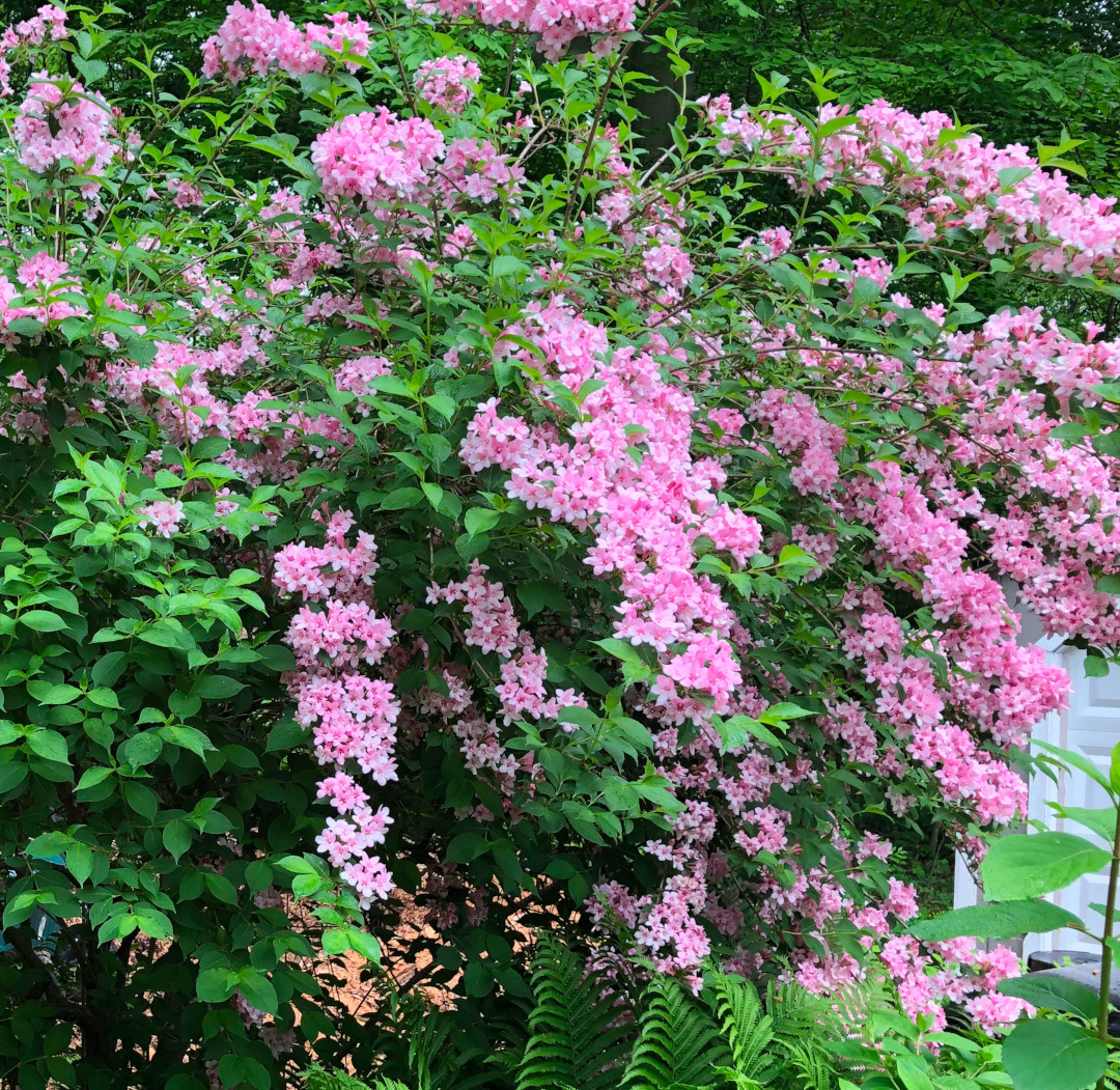 weigela antigua con flores rosas