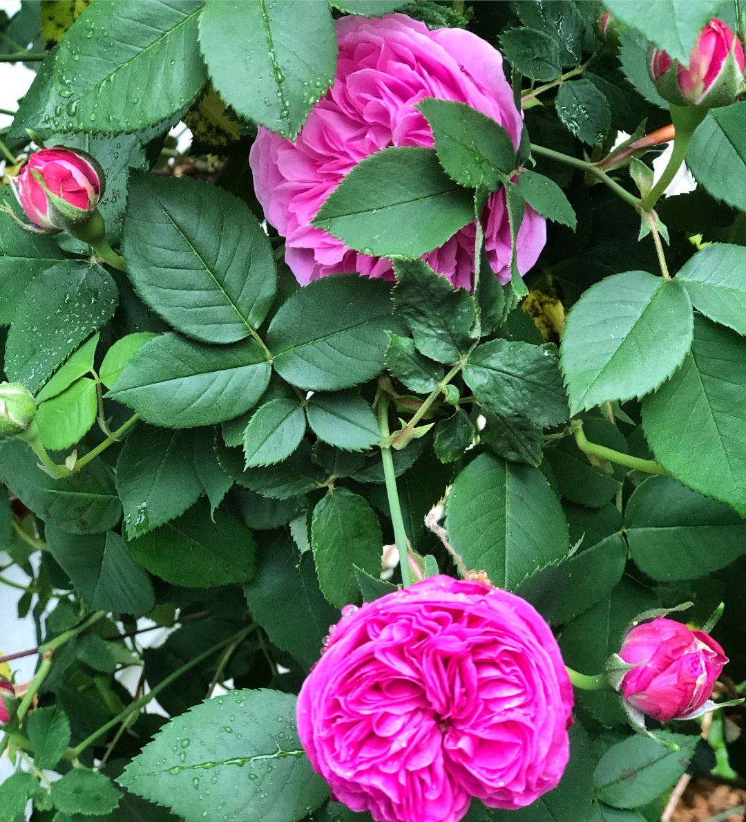 close up of pink roses