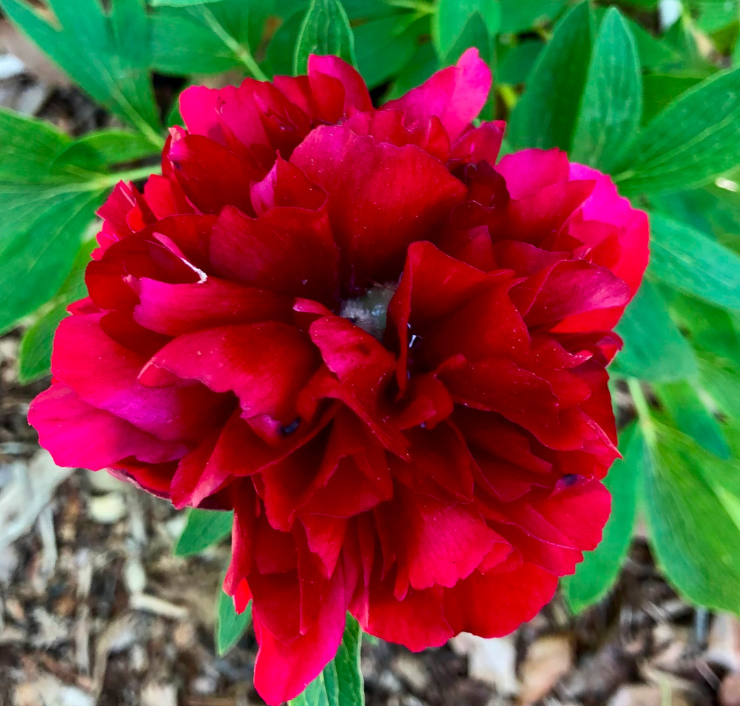 close up of deep red peony flower