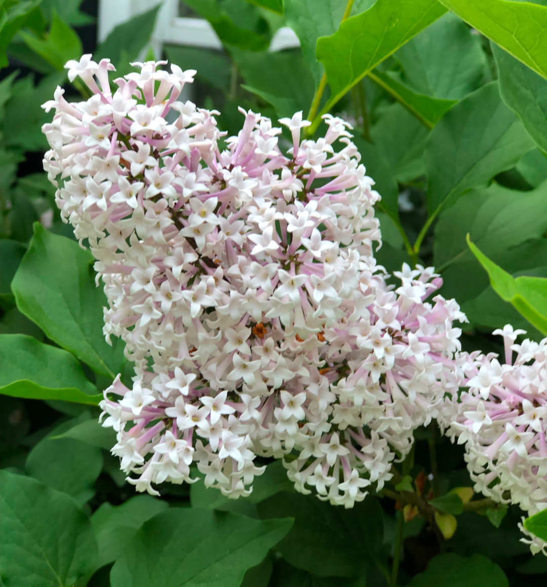 close up of cluster of lilac